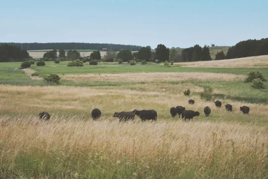 Michael Otto über toMOORow