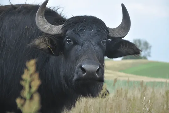 Wasserbüffel in der Sernitz – Moorrestauration